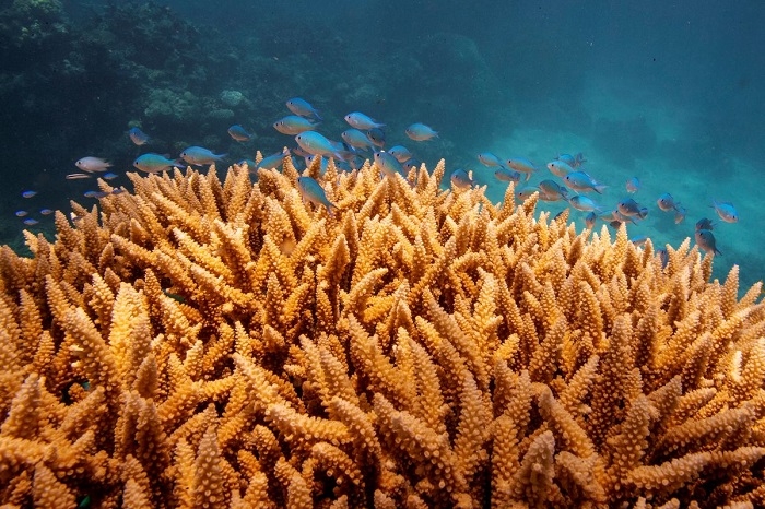 Ocean warming threatens more frequent bleaching of Great Barrier Reef -report