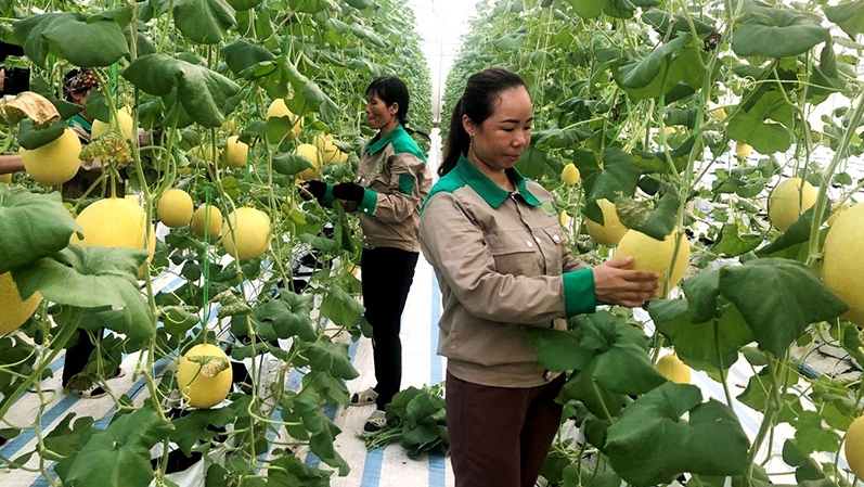 Quang Ninh determines to boost digital transformation in agriculture