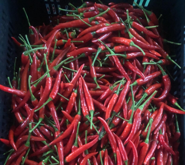 Vietnam’s farm exports to China require stricter standards