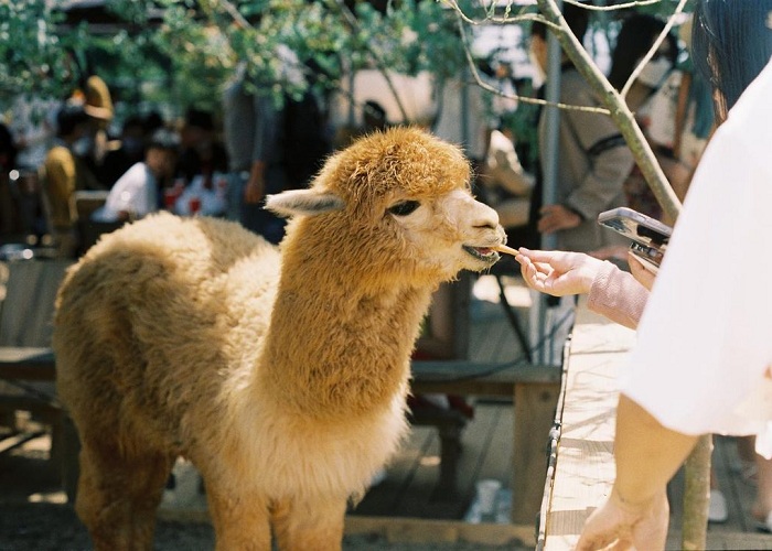 Check in camel farms in Vietnam, get a series of ‘so cute’ photos 