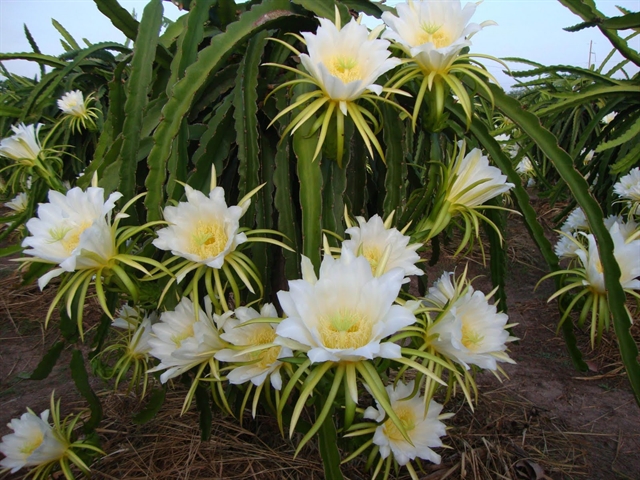 Dishes bloom with nutrition thanks to flowers