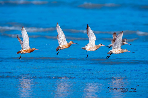 Experience watching and photographing migratory birds in Can Gio