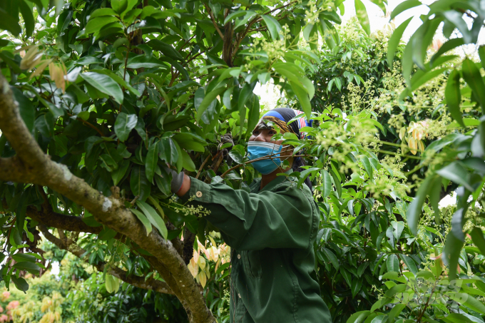 Bringing the 2022 lychee crop to e-commerce platforms