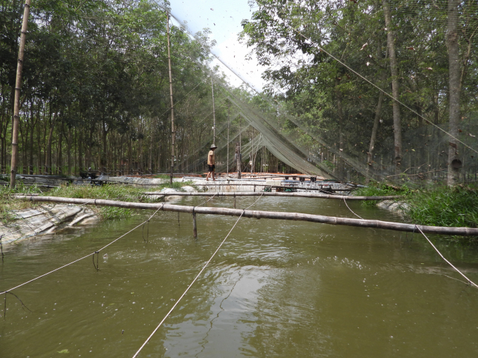 Conquering the ‘water ginseng’