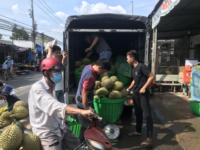 Durian Kingdom' in the main harvest season