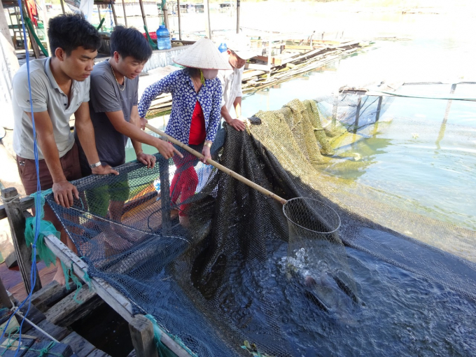 Indigenous fish elevated to high value goods