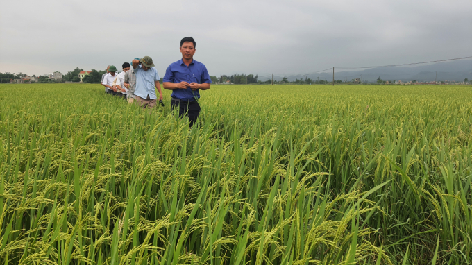 Mr. Gioi's 15 million profit convinced farmers of organic farming