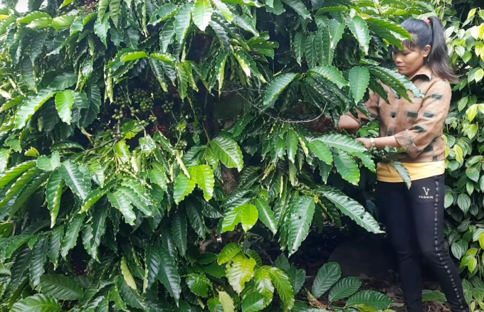 Pilot the establishment of 5 areas of standard and large-scale agro-forestry raw materials