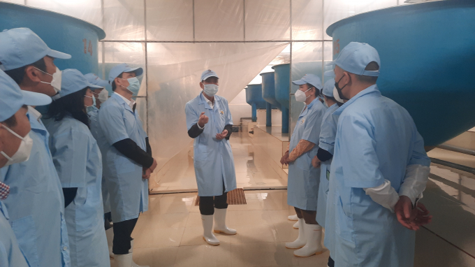 Quang Ninh successfully develops cold-water shrimps