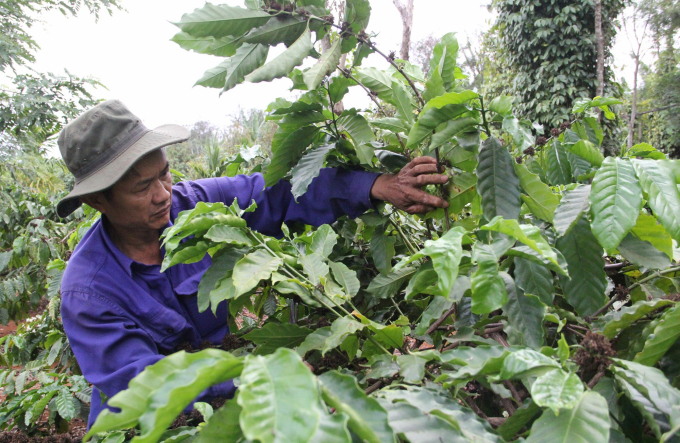 Regenerative agriculture of 21,000 sustainable coffee farming households in Central Highlands
