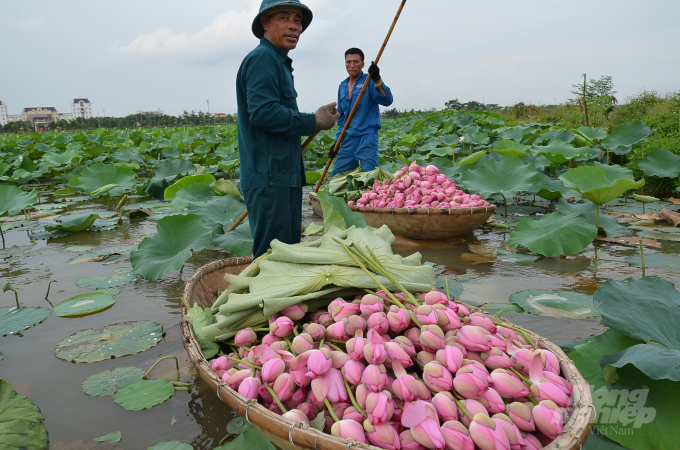 Rural tourism: 50-hectare lotus village of amidst capital