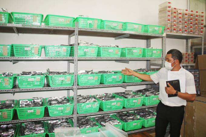 The 50-year journey of preserving the largest rice seed bank in the Mekong Delta