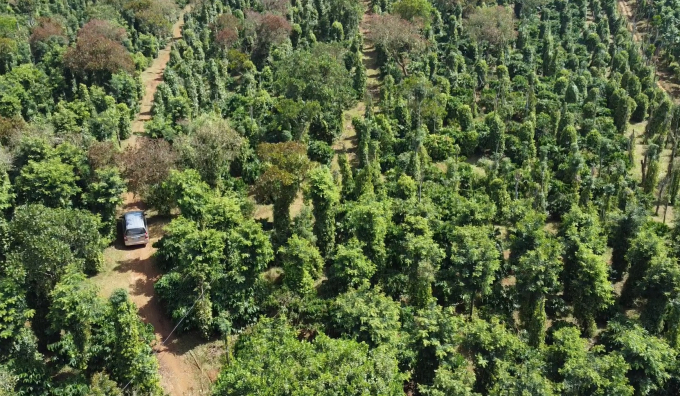 The coffee landscape model and its wonderful benefits