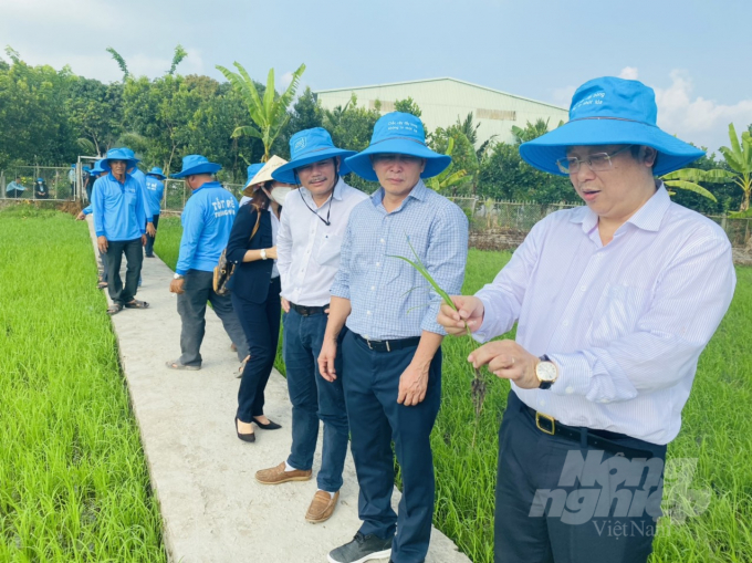 The power of biology on rice paddies