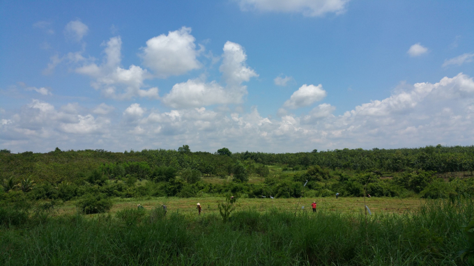 Youth charmed by green agriculture: Amateur's dream of organic farm