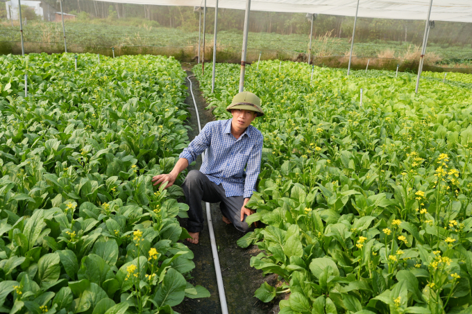 Youth charmed by green agriculture: vegetable career from nothing