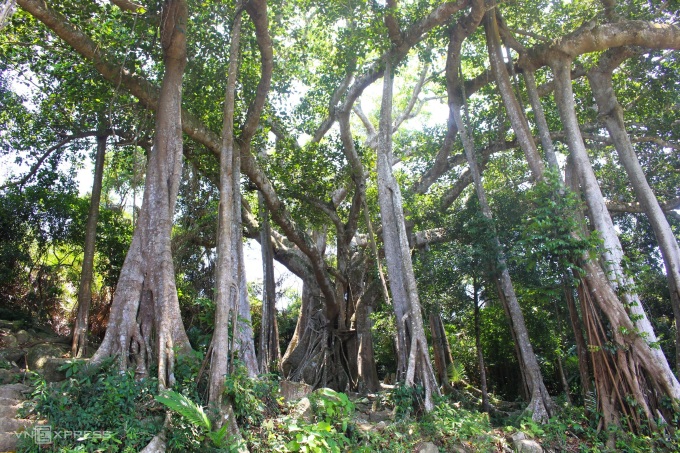 Over 800 years old banyan tree on Son Tra peninsula » Vietnam News ...