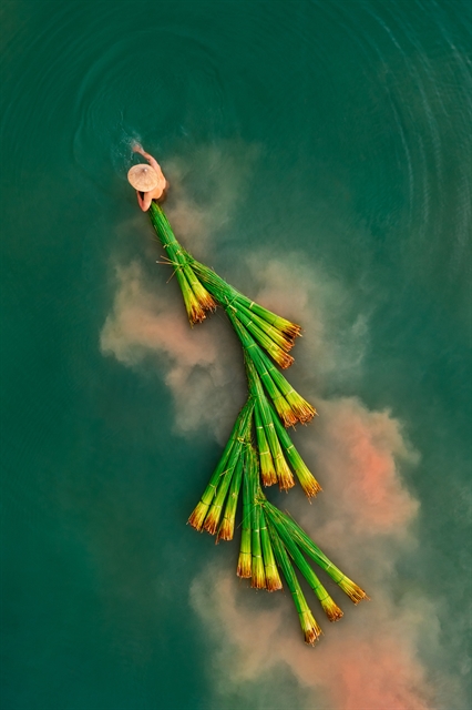 Photo of Long An grass harvesting wins international contest