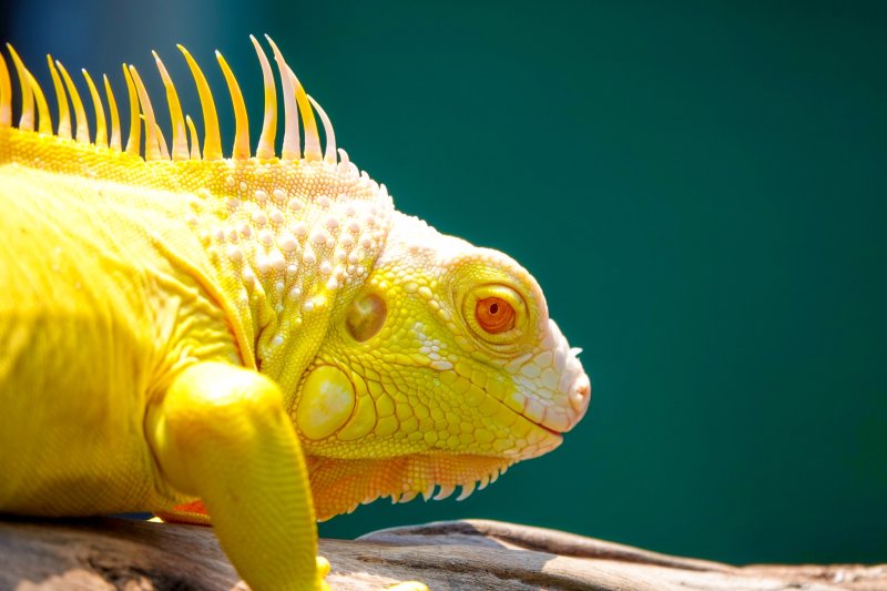 Raising South American dragons, earning hundreds of millions per year