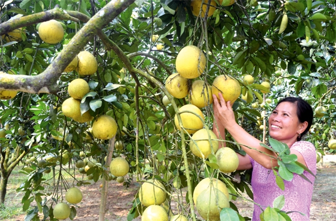 Vietnamese pomelo headed for US supermarket shelves