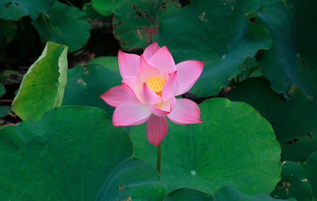 Dishes from lotus to sooth body & mind