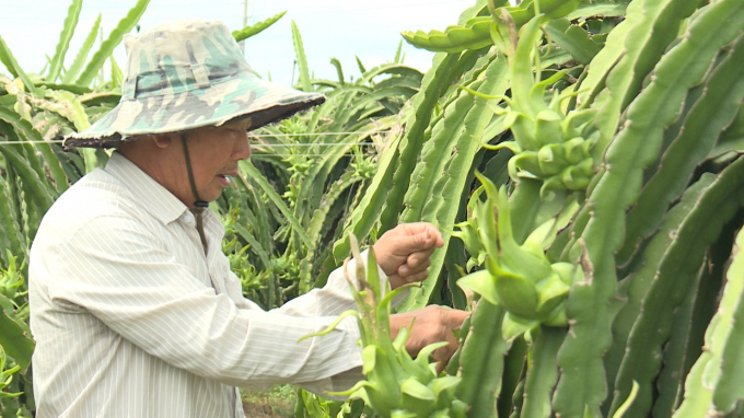 Dragon fruits to China must be free of pathogens from the start