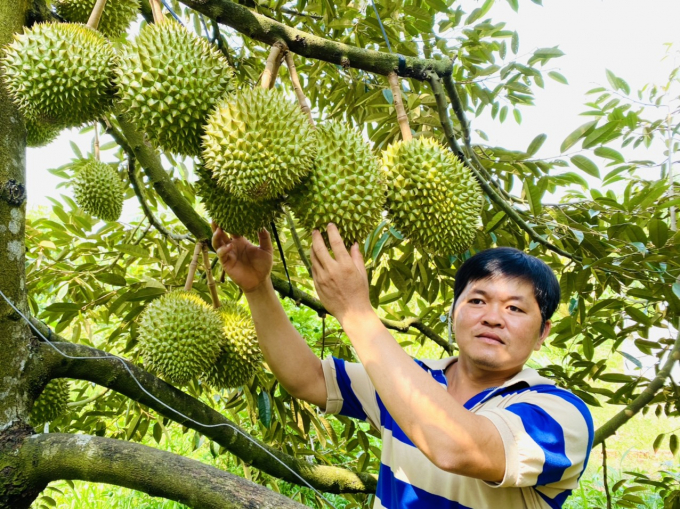 Fruit prices return to stability