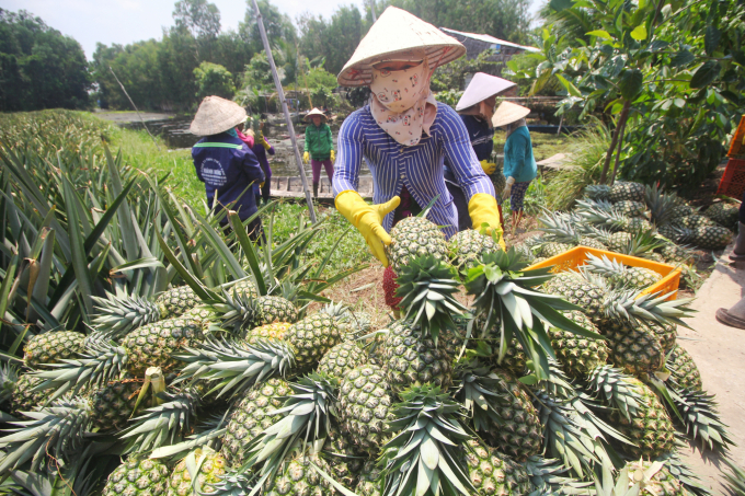 Investment in agriculture, rural: Pineapples in the west
