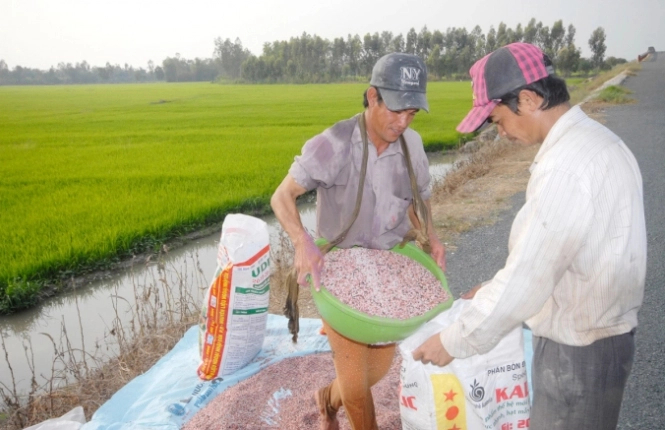MARD proposes law amendment as fertilizer price surge