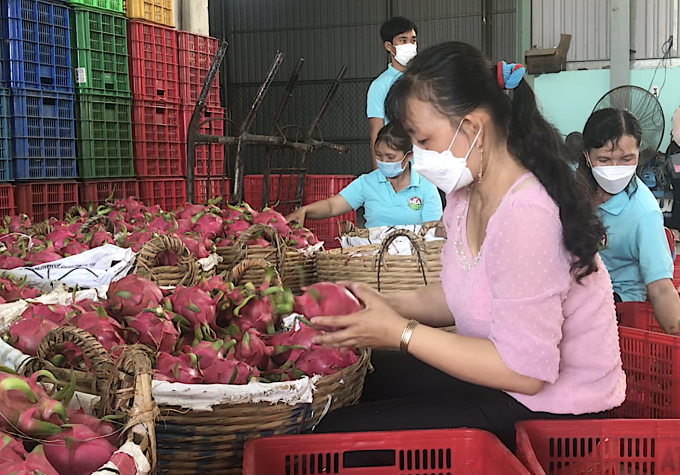 Mekong Delta: Aiming at digitalization in fruit production management