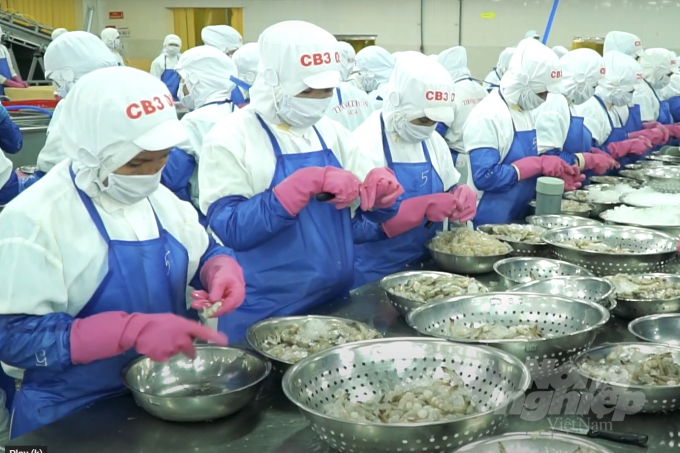 Positive prospect of shrimp exports surpassing 4 billion USD