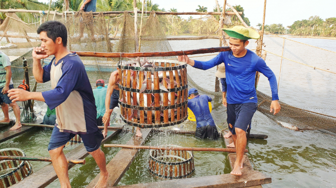 Price rise of tra fish in Mekong Delta becomes both a joy and bother