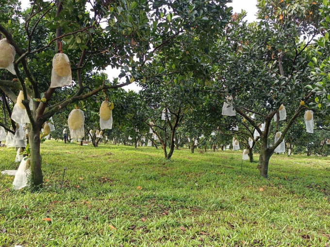 Quintessence of Vietnamese agricultural products: jackfruit
