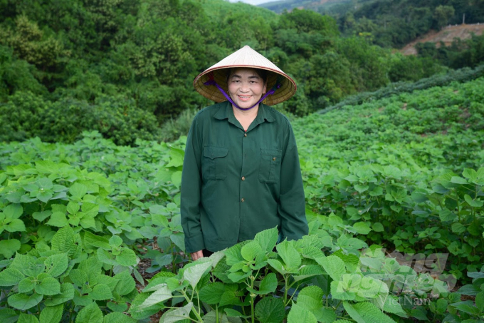 Ramie - potential choice: A new wave for a familiar crop in Thanh Hoa
