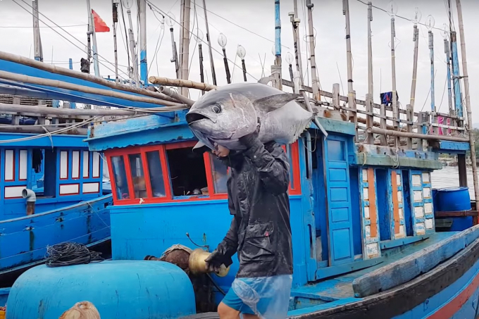 Vietnamese tuna has an impressive return to the Saudi Arabian market