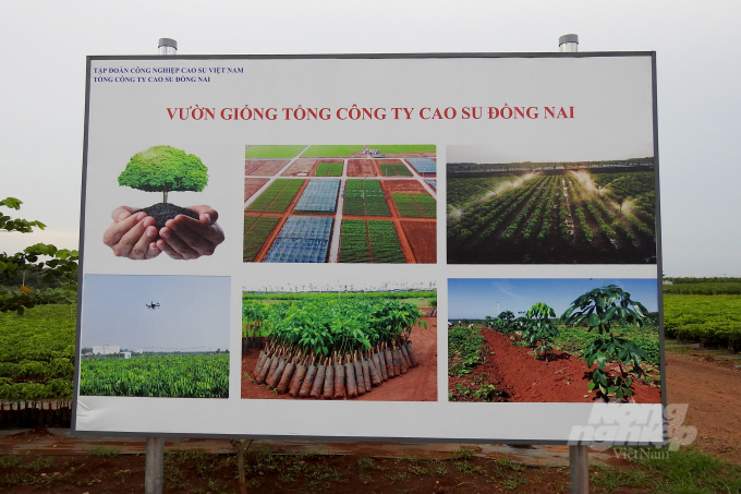 World's largest rubber seed farm in Dong Nai province