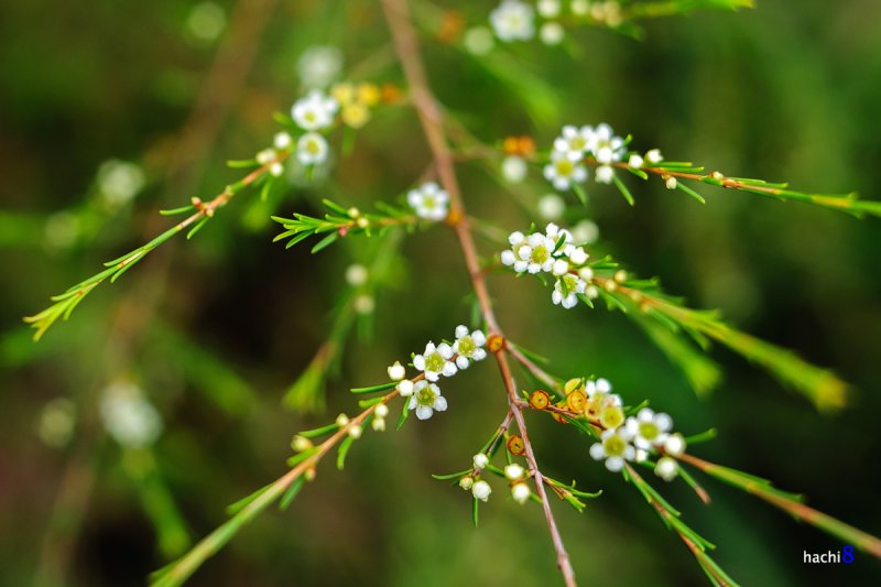 Thousands of fields of root crops in Con Son » Vietnam News Latest