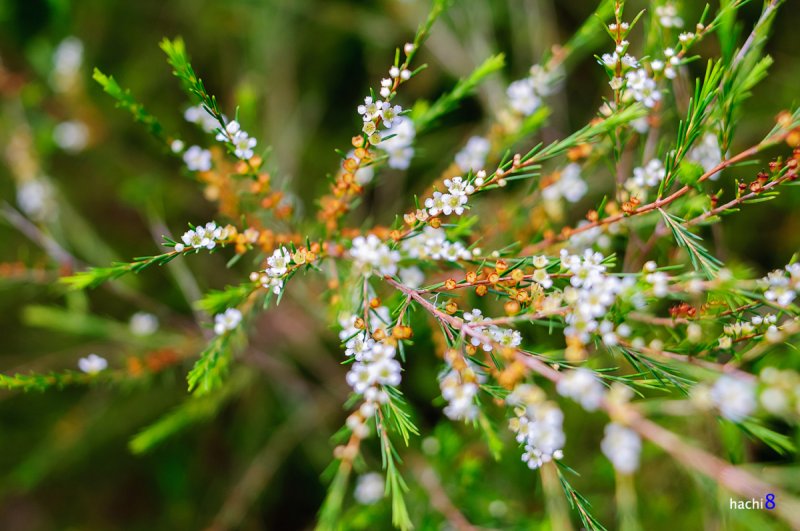 Thousands of fields of root crops in Con Son » Vietnam News Latest