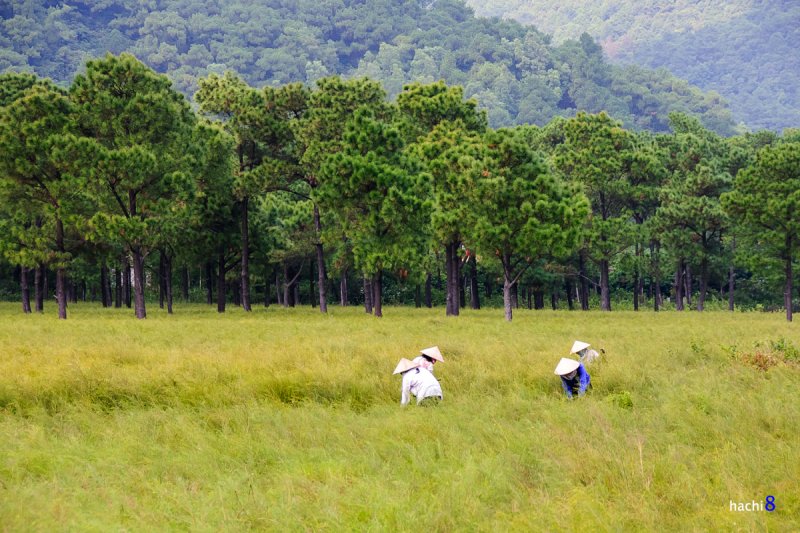 Thousands of fields of root crops in Con Son » Vietnam News Latest