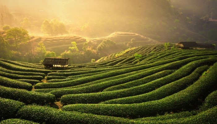 World’s best places to celebrate International Tea Day you should know