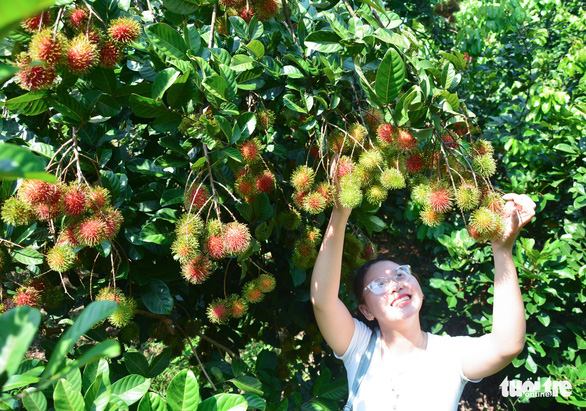 Check out these orchards in Vietnam's Long Khanh City