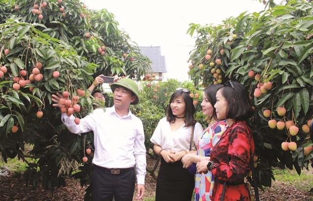Luscious lychees a big draw for Bắc Giang tourists