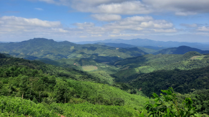 Building forestry a spearhead economic sector