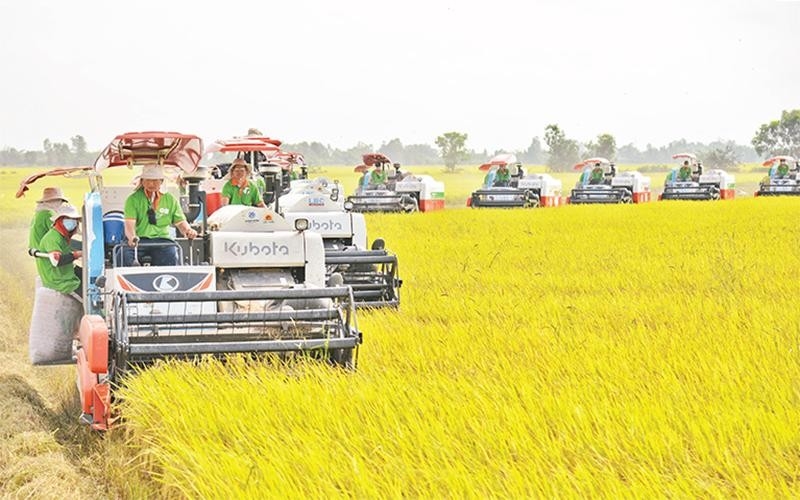 Building brand name for Vietnamese rice