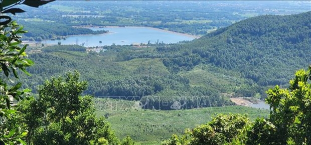 Forestry production value targeted to grow 5.5% annually in next five years