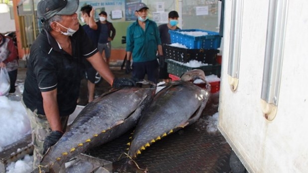 Tuna export expected to hit over 1 billion USD in 2022