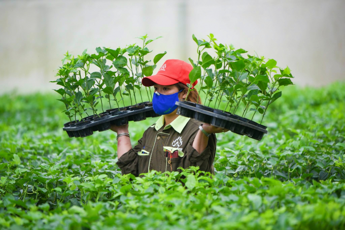 China to officially import passion fruit: Opportunity to expand