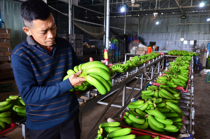 One who revives the Laba banana legend