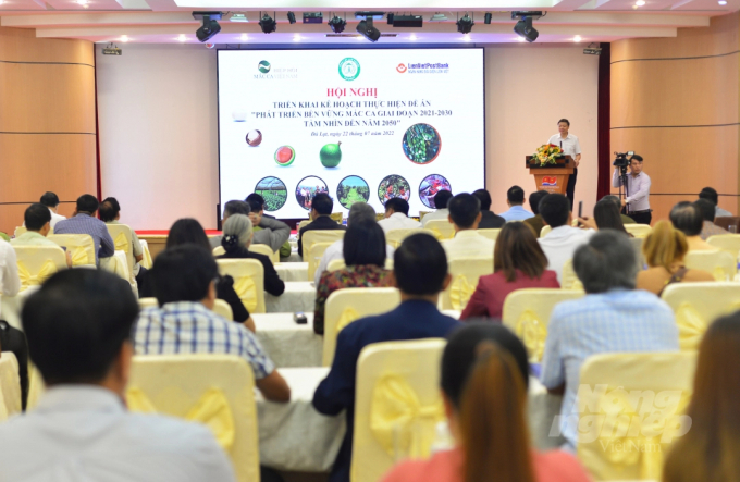 The massive export potential of Vietnam's macadamia