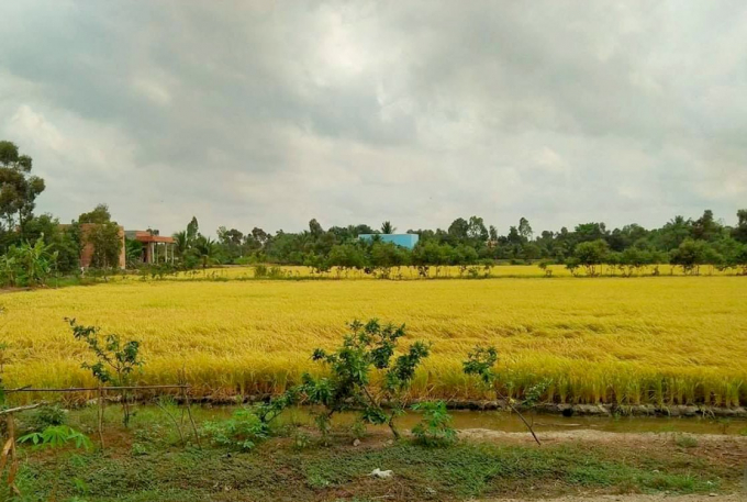 Vietnamese rice seeks to expand market share in the UK